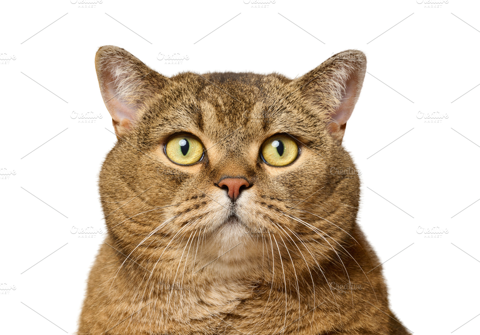 Portrait of a gray straight-eared cat with an attentive gaze of, an Animal Photo by ndanko