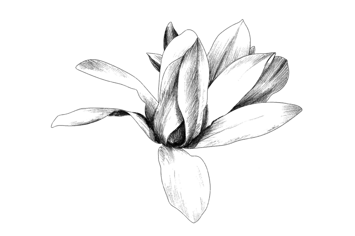 Hand Sketched Magnolia, an Object Graphic by VictoriaKStudio (Photo 3 of 6)