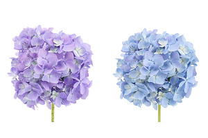 Blue Hydrangea flower isolated on