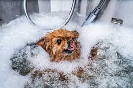 Little funny spitz in the spa salon. Dog care. The animal takes a bath., an Animal Photo by Rov.7