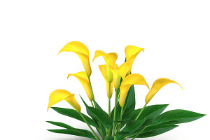 Calla Lily Yellow