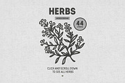 Herbs Collection, a Food Illustration by Chelovector (Thumbnail 3 of 4)