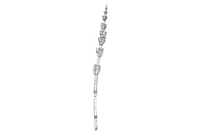 Horsetail Wild Edible Plant Drawing