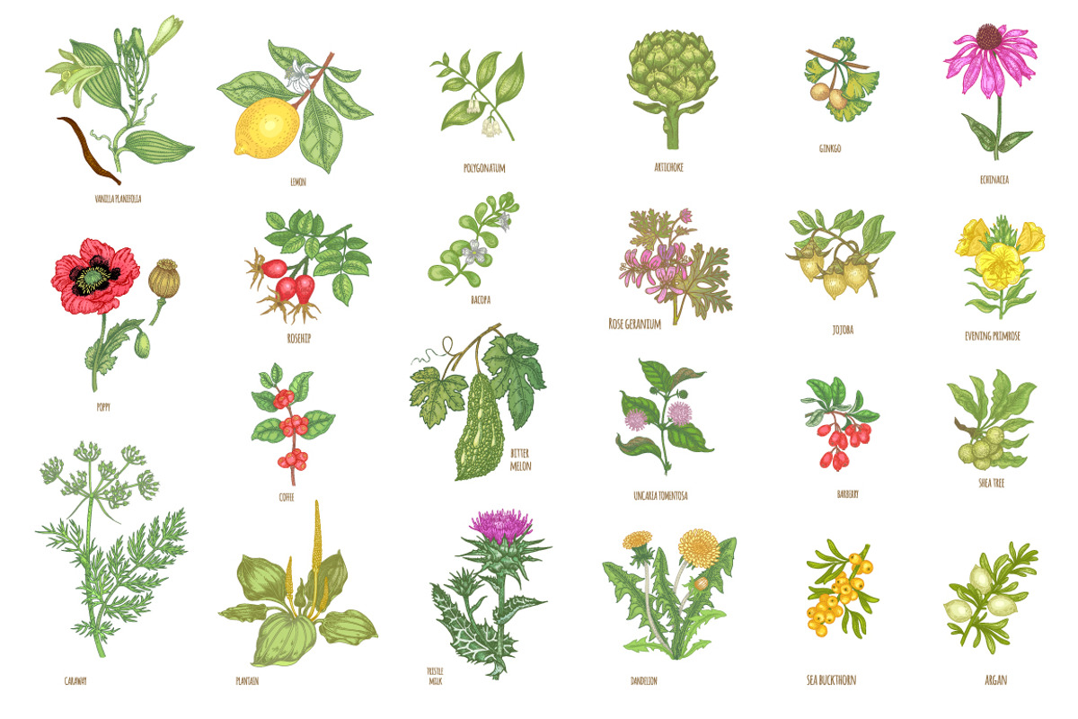 Set 40 hand drawn plants., an Object Graphic by MarinaVorontsova (Photo 7 of 8)
