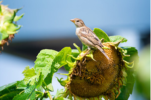 Sparrow Perched on Sunflower Seed, an Animal Photo by MadPhotos