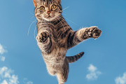 116 Flying animals, an Animal Photo by Handmadefont (Thumbnail 42 of 119)