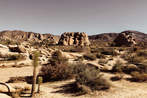Joshua Tree National Park, a Nature Photo by Kylee Gregg Photography