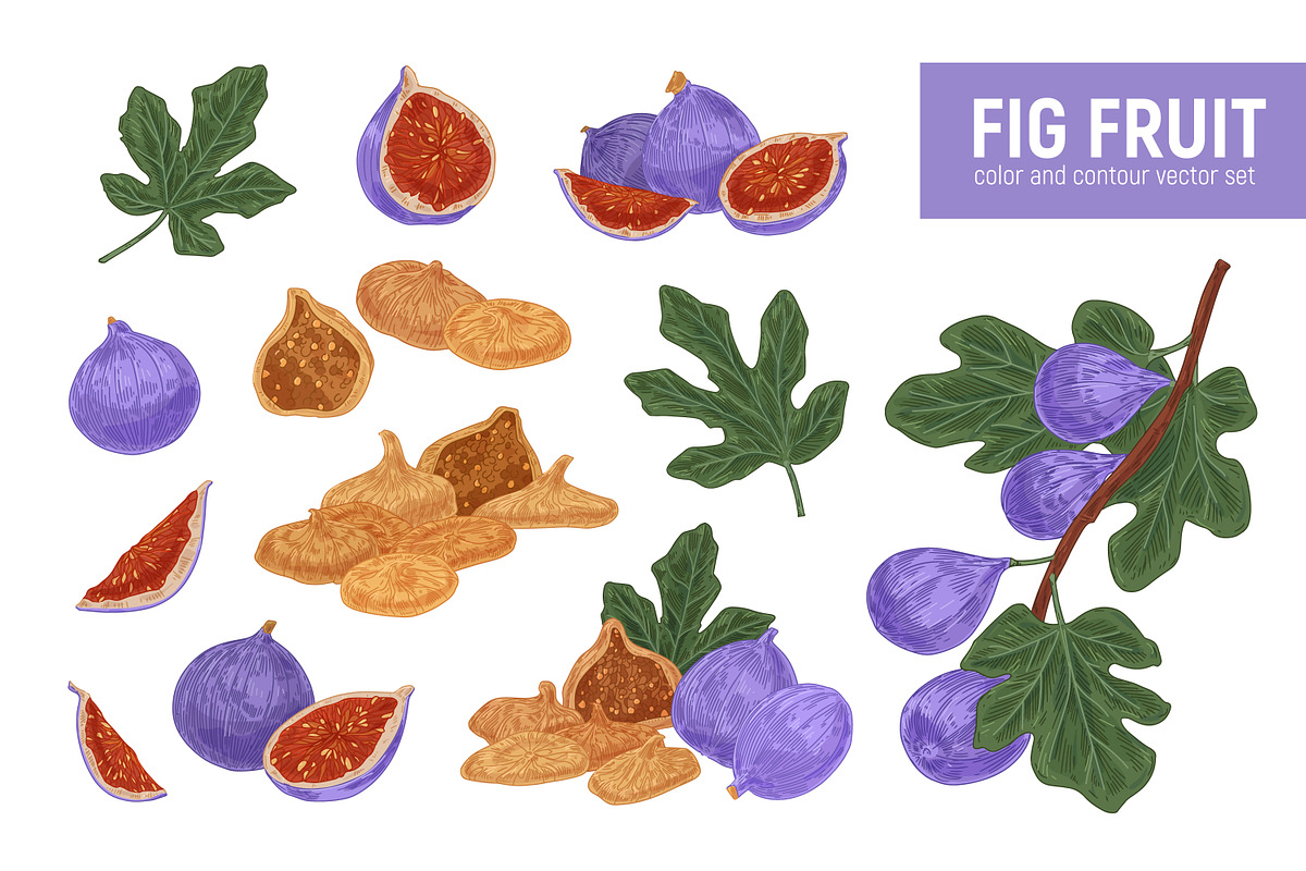 Sweet fig fruit, hand-drawn set, a Food Illustration by Good Studio (Photo 1 of 3)