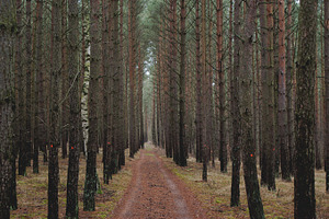 Forest road stock photo containing car and forest
