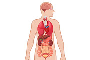 Human anatomy diagram, a Healthcare Illustration by Yayasya (Thumbnail 2 of 3)