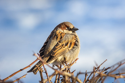 closeup of a House sparrow standing, an Animal Photo by AlexBush