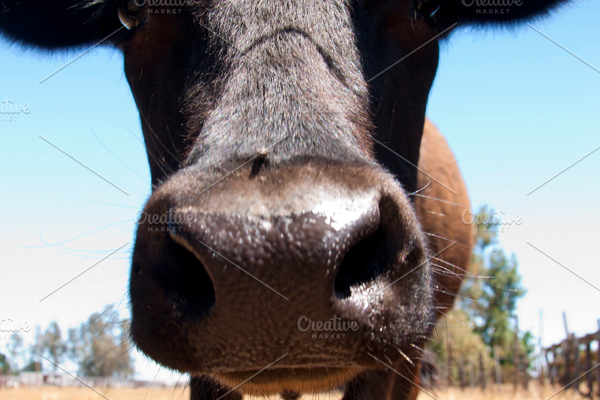 Cow Stock Bundle, an Animal Photo by r.r.palacios (Photo 8 of 14)