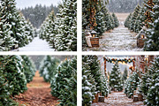 Christmas Tree Farm Backdrop BUNDLE, a Layer Style Add-On by Wild Honey Design Co. (Thumbnail 3 of 4)