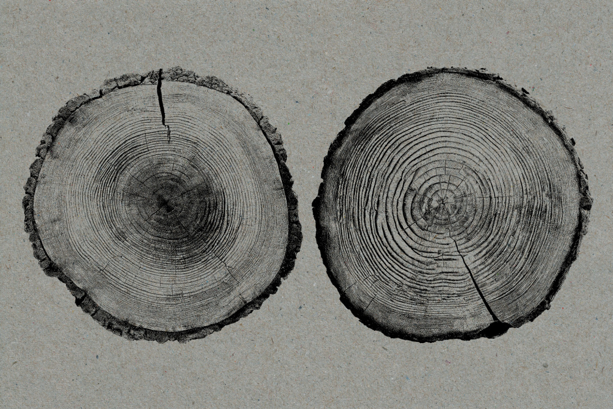 26 Large Tree Ring Textures, a Texture Graphic by Offset (Photo 14 of 16)