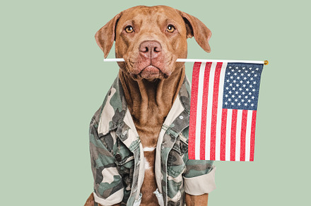 Cute brown dog, American Flag and military shirt