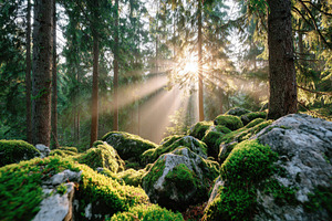 Sunlight in a serene forest with moss-covered rocks, a Nature Photo by AlyaAnd