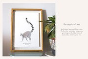 Ring-Tailed Lemur Illustration - PNG, an Animal Illustration by LaurenFittonIllustration (Thumbnail 3 of 8)