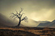 48 Dying Tree Images, a Nature Photo by h.utomo (Thumbnail 37 of 48)