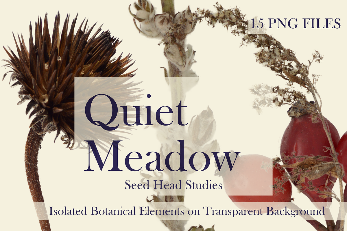 Quiet Meadow – Seed Head Studies, an Object Graphic by Aga Silva (Photo 2 of 4)