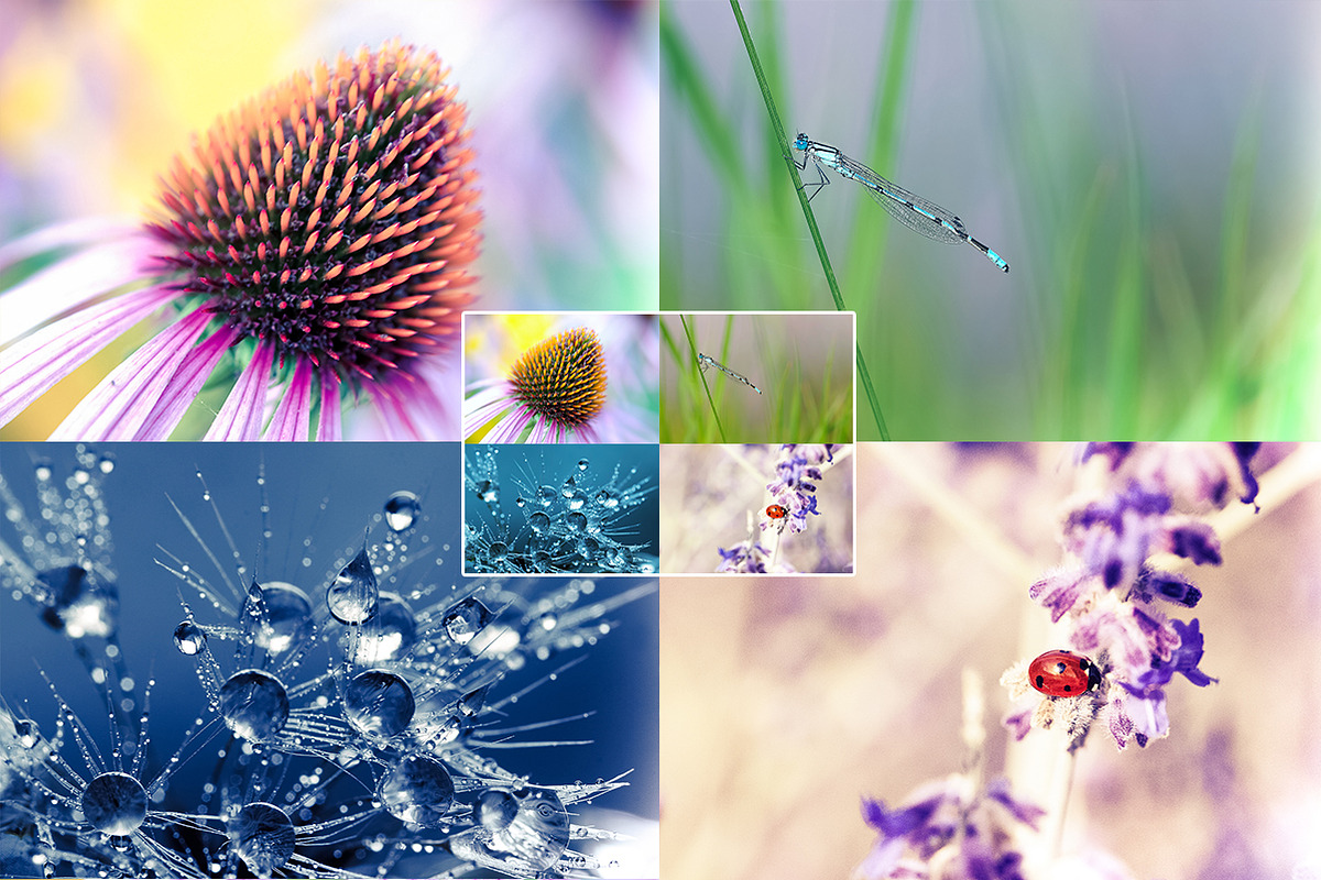 40 Macro Lr Presets preview 5