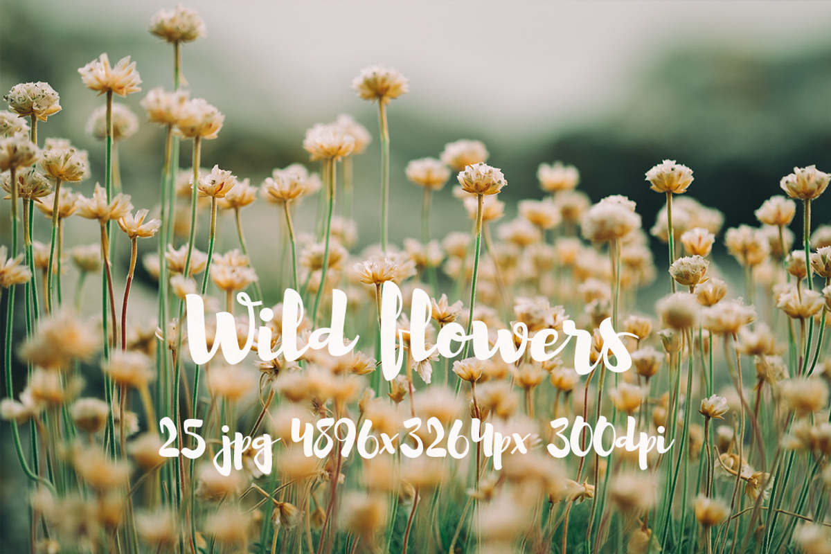 Wild Flowers II, a Templates & Theme by ApertureVintage (Photo 14 of 14)