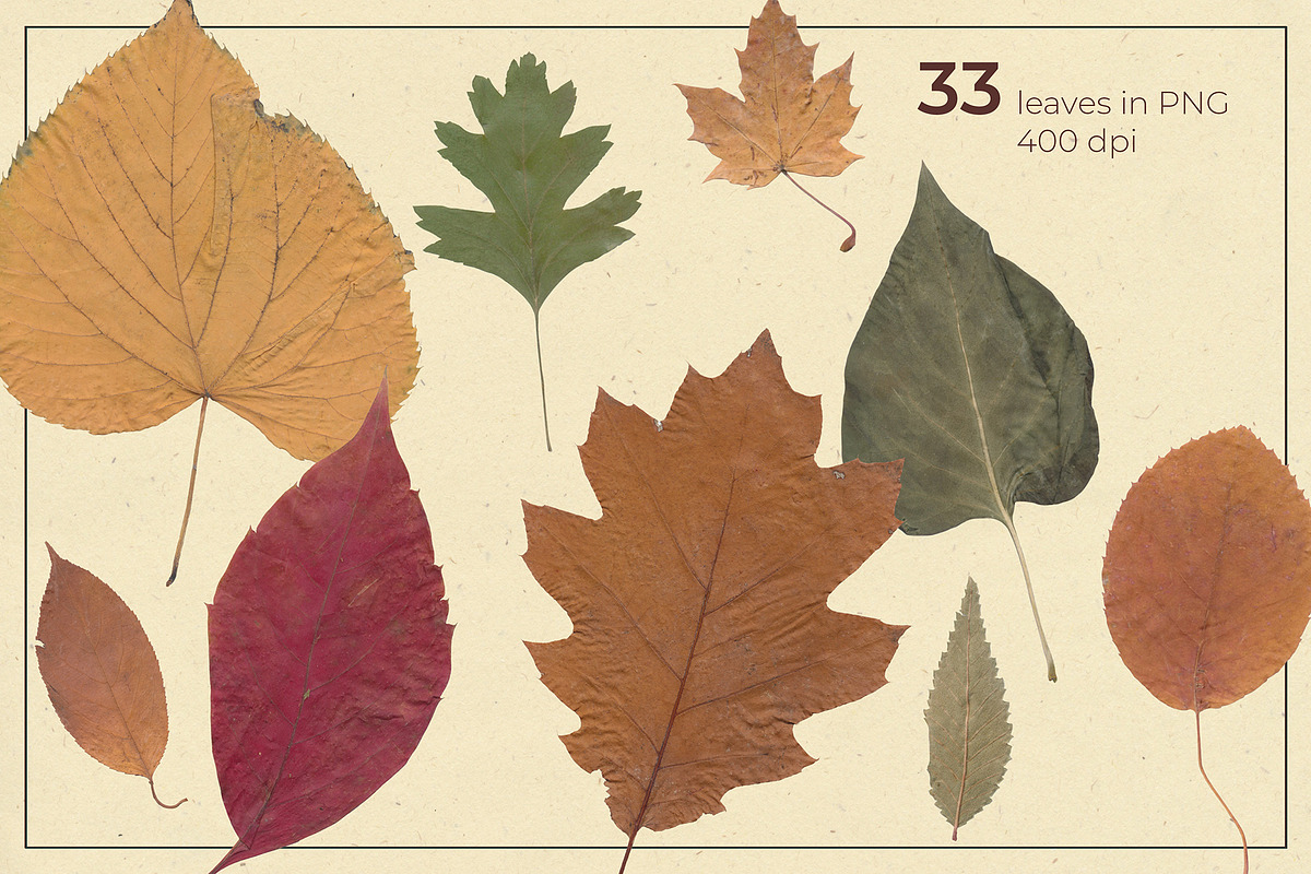 Herbarium: Pressed autumn leaves, a Seasonal Illustration by dlinnaya (Photo 2 of 6)