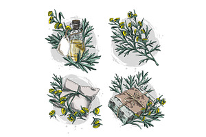 Wormwood plant and bottle of oil, an Object Illustration by Sabelskaya