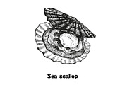 Seafood collection_part 1, a Food Illustration by ZotovShop (Thumbnail 4 of 11)