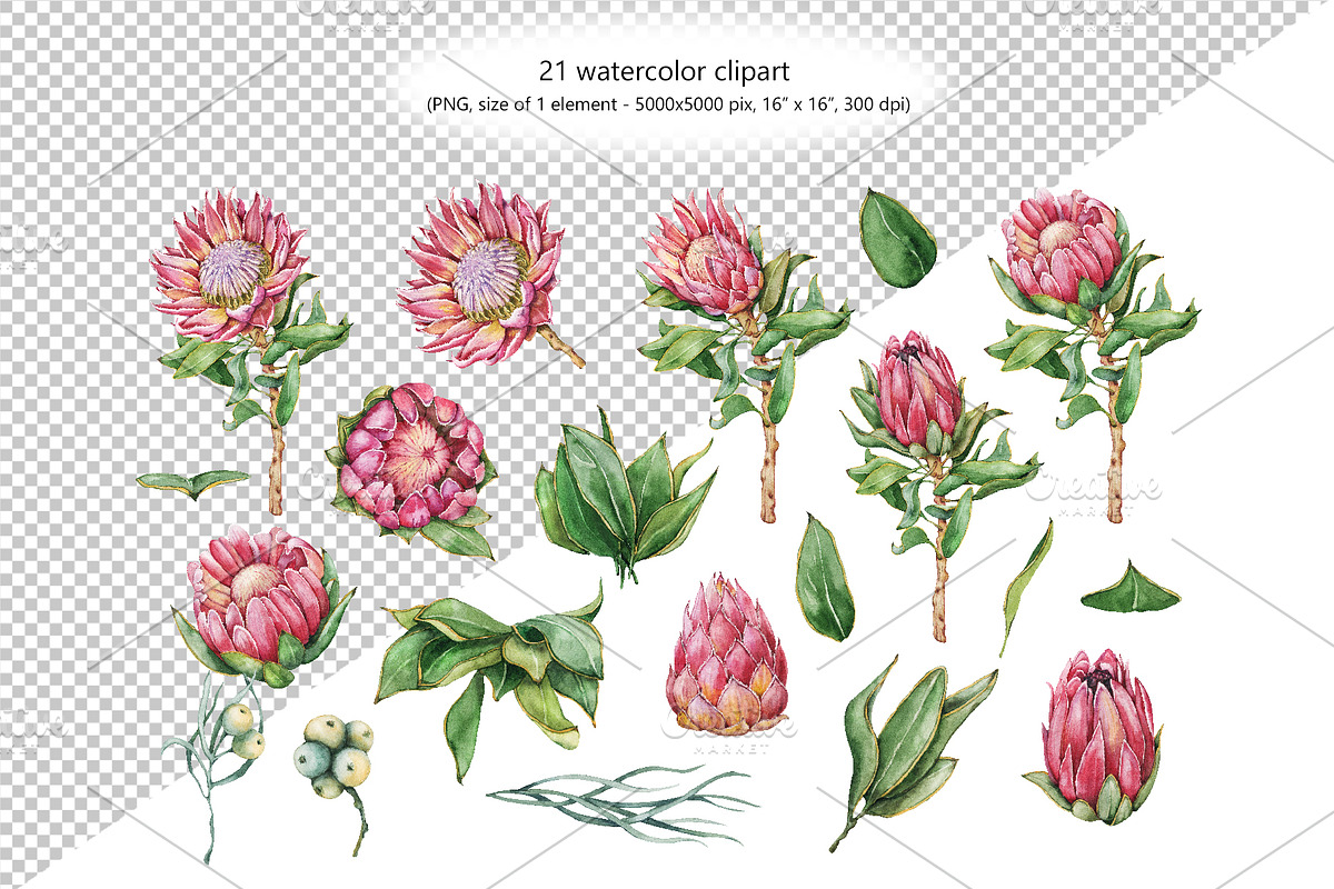 Watercolor protea flower set, an Illustration by Artmanata (Photo 2 of 18)
