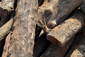 Wood Logs