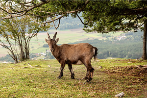 Wild alpine ibex standing on a, an Animal Photo by Nature and travel
