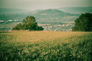 Grass featuring grass, mountains, and green