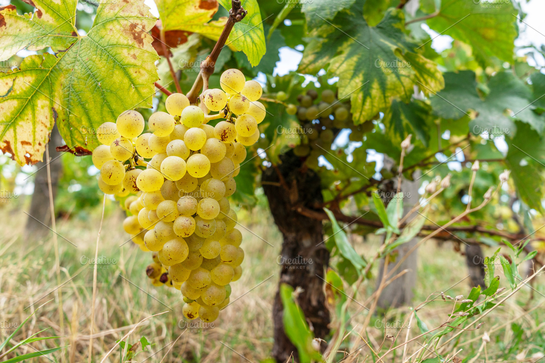 White wine grapes on the vine close up., a Food & Drink Photo by Volff