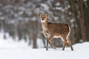 Deer walks through snow in a forest during winter morning with t, an Animal Photo by Byrdyak