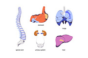 Human body anatomy, internal organs, a Healthcare Illustration by PaperTrident (Thumbnail 2 of 3)
