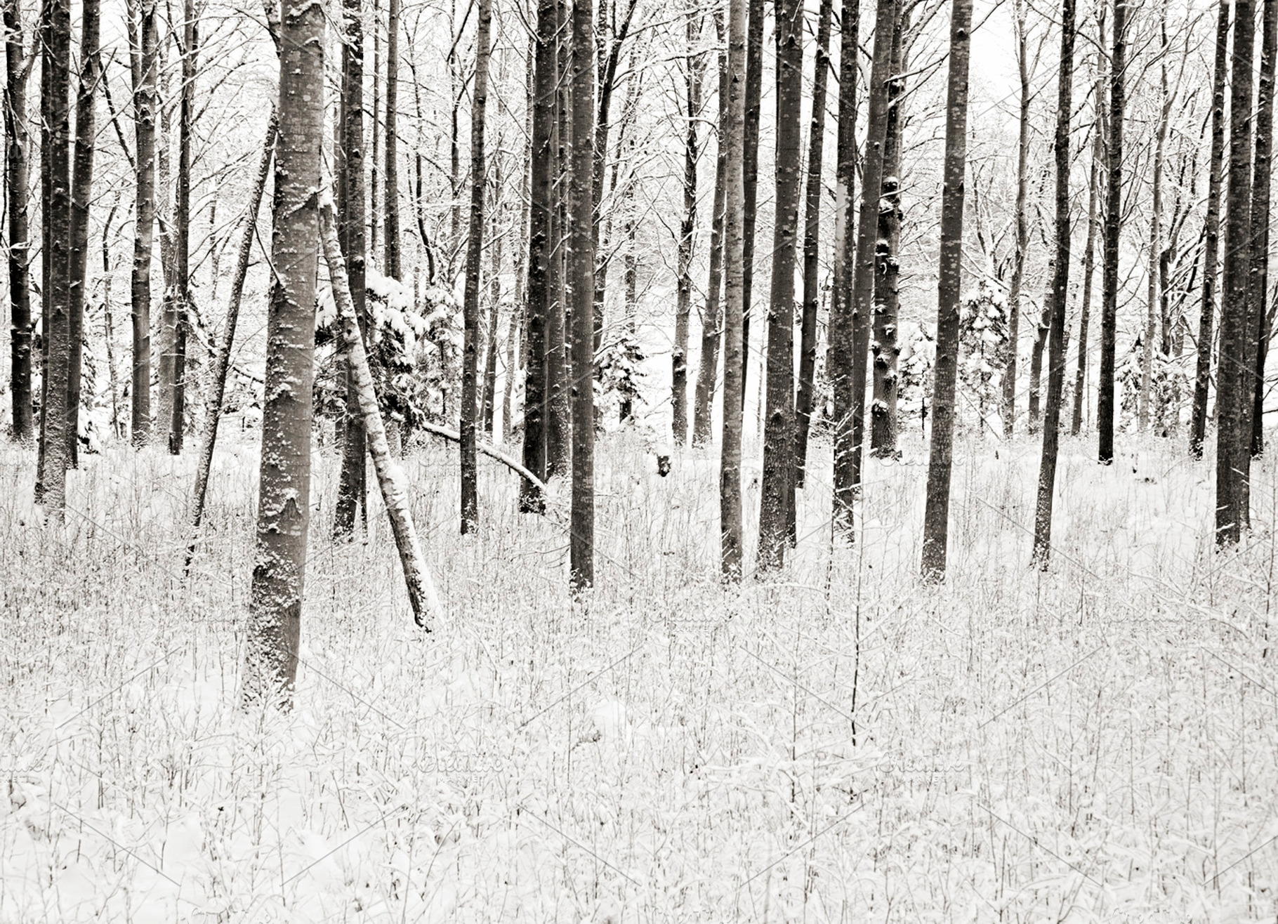 Snowy trees stock photo containing nikon and d700, a Nature Photo by The Image Shop