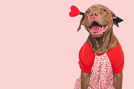 Cute brown puppy and red heart. Beautiful greeting card