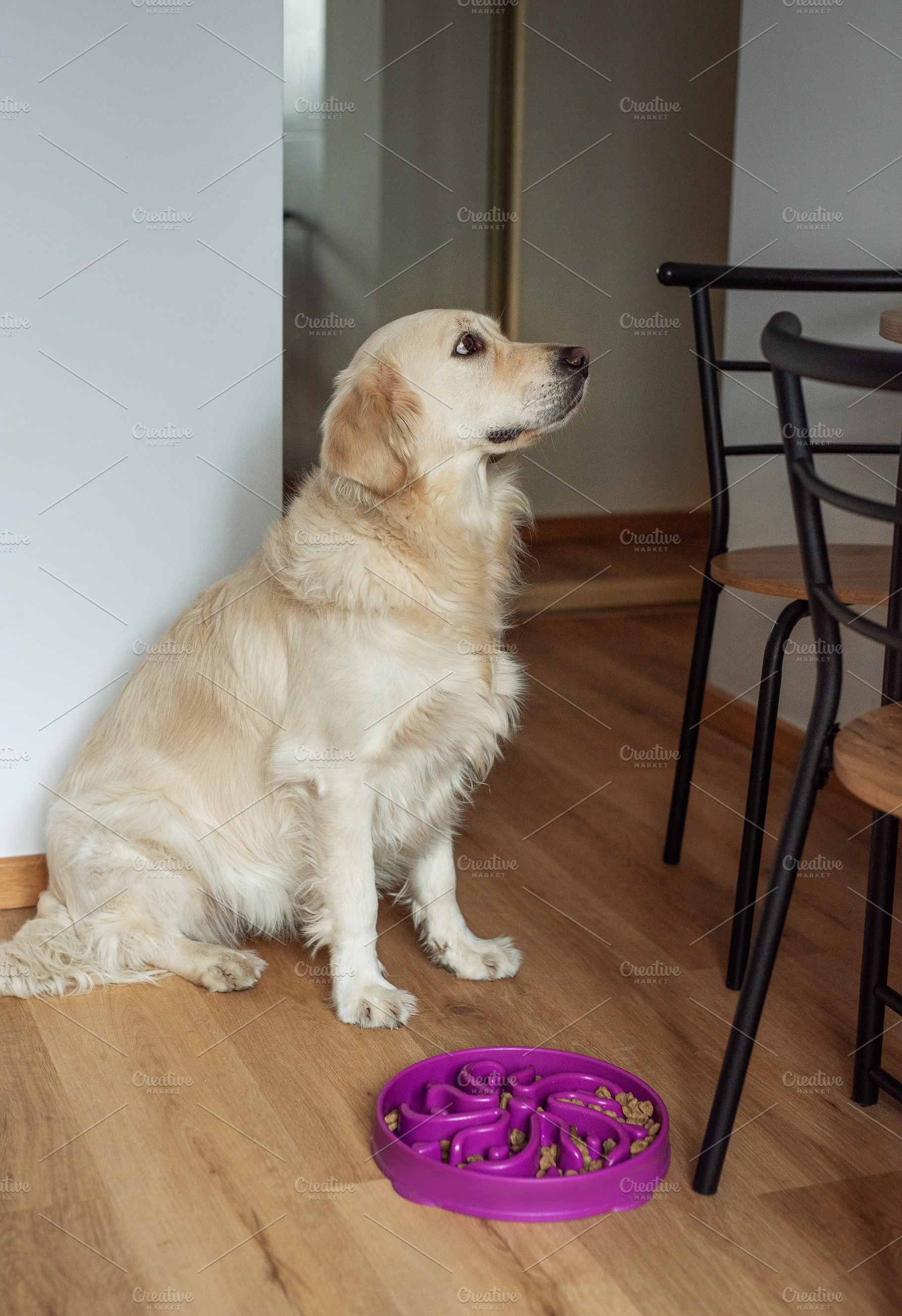 Golden retriever dog waiting for food in slow feeder bowl, an Animal Photo by Olena Rudo