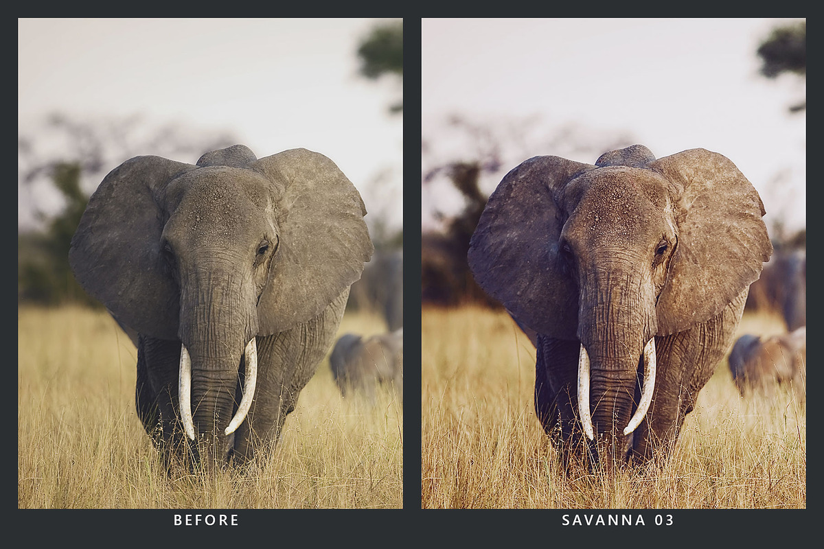 20 Wildlife Lightroom Presets & LUTs, a Preset Add-On by SparkleStock (Photo 4 of 9)