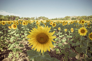 Sunflowers containing agriculture, background, and blossom