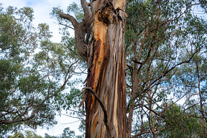 Eucalyptus trees, Great Ocean Road, Australia, a Nature Photo by GoodGoods