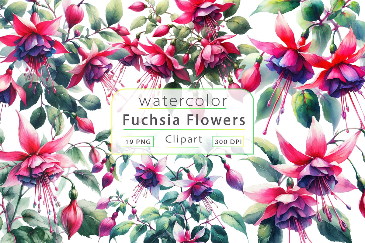 Watercolor Fuchsia Flowers Clipart, a Work Illustration by Dream Creation (Photo 1 of 4)
