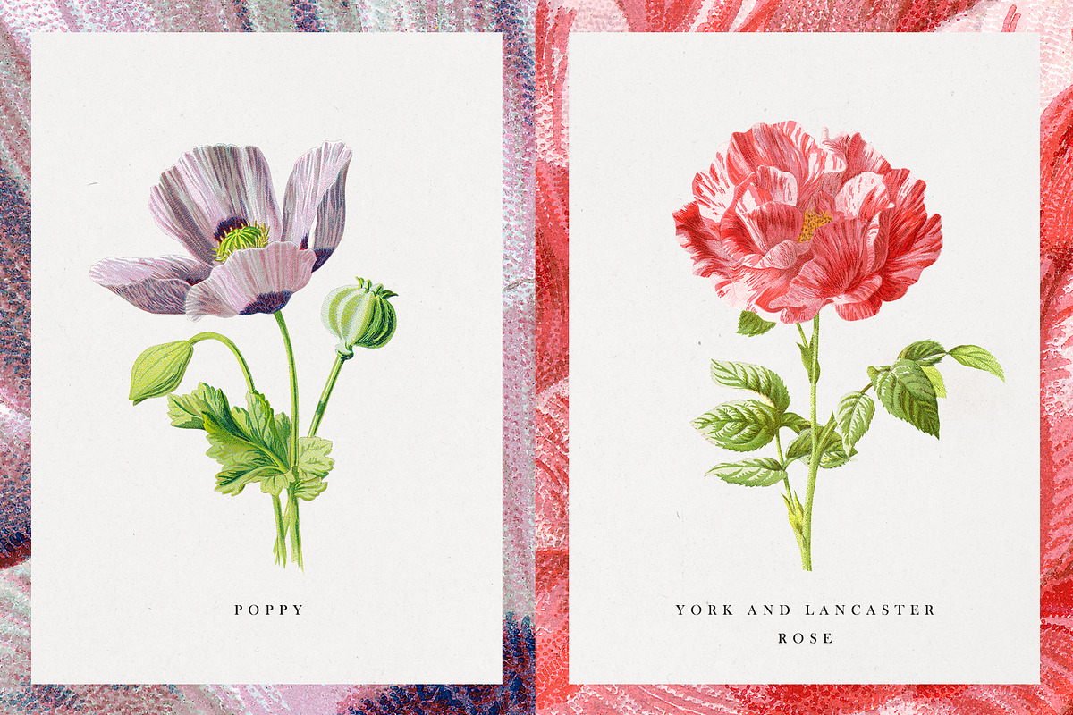 Vintage Flower Illustrations, an Illustration by Greta Ivy (Photo 8 of 8)