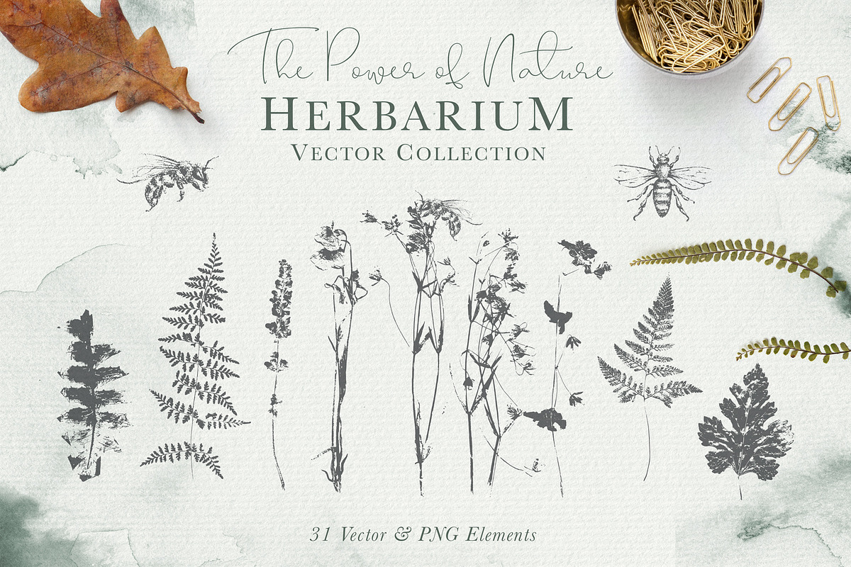 Herbarium: Design Set, a Graphic by Lumitar (Photo 12 of 14)