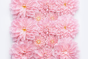 Pink pastel flowers layout on white