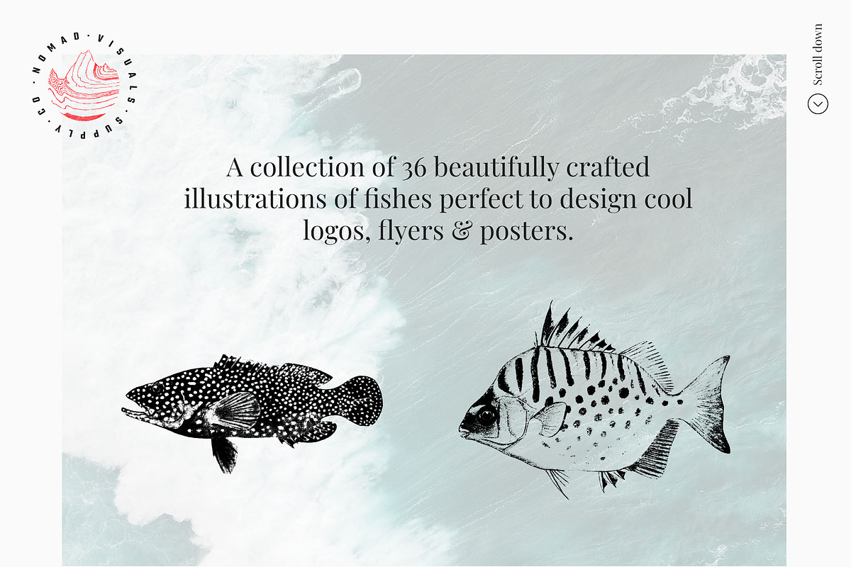 Fish Illustrations, an Object Graphic by Nomad Visuals