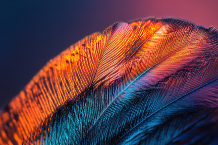 Feather Displaying Vibrant Colors an, a Photo by Tanuart