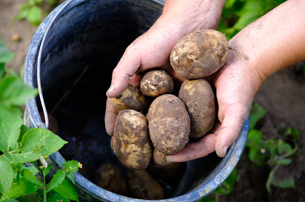 Farmer puts potatoes in bucket, a Food & Drink Photo by photoguns