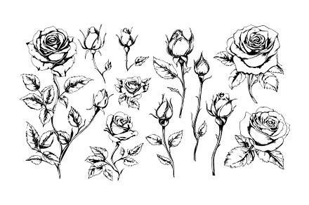 Roses botanical twigs etching vector, an Object Illustration by Valerie Bodnar