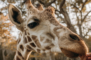 Giraffe gets food from human hand, a Photo by Beautiful things